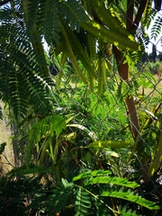 Fabaceae