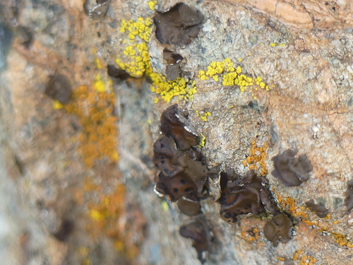 iNaturalist observation photo of Rock Tripes