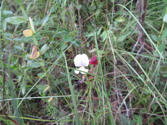 Tephrosia spicata