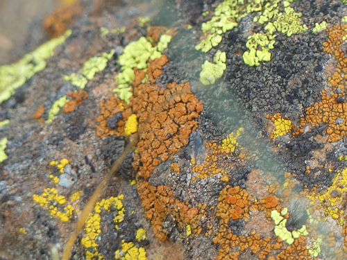 iNaturalist observation photo of Common Lichens