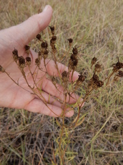 Dysodiopsis tagetoides