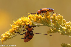 Crossidius coralinus
