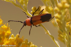 Crossidius coralinus