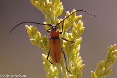 Crossidius coralinus