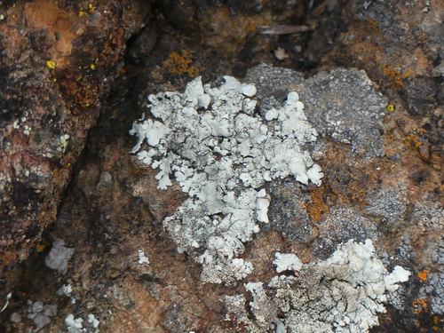 iNaturalist observation photo of rock shield lichens