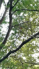 Danaus plexippus