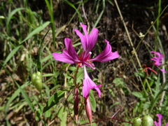 Clarkia concinna