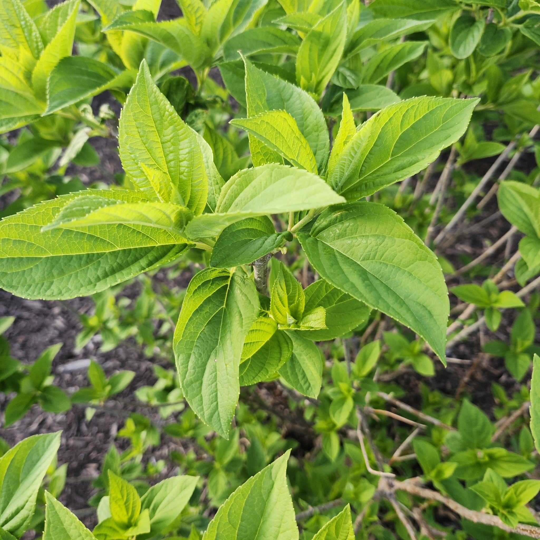 Imagem de Hortênsia