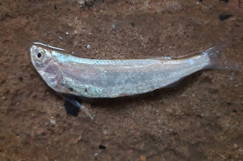 Large razorbelly minnow (Salmostoma bacaila) — Cyprinidae — 5