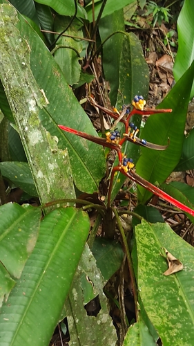 Image of Heliconia acuminata by (c) Guillaume Delaitre, some rights reserved (CC BY)