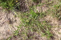 Osteospermum ciliatum