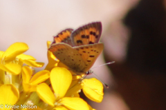 Lycaena phlaeas shields
