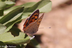 Lycaena phlaeas shields