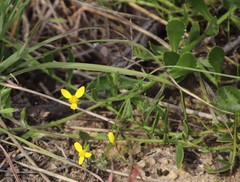 Osteospermum ciliatum