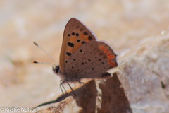 Lycaena phlaeas shields