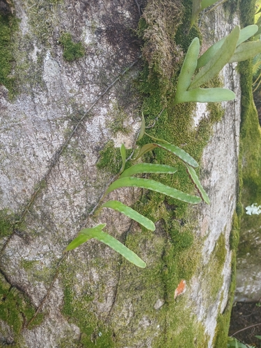 Pyrrosia serpens observed 2025-04-26