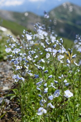 Veronica gentianoides