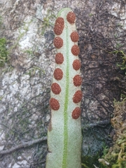 Pyrrosia serpens, photograph (c) Leon Perrie, some rights reserved (CC BY)