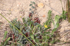 Indigofera mauritanica