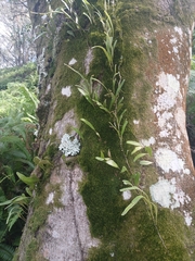 Pyrrosia serpens, photograph (c) Leon Perrie, some rights reserved (CC BY)