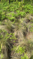Alan Weakley, CC0, iNaturalist via GBIF Aristida stricta, photograph Alan Weakley, CC0, iNaturalist via GBIF