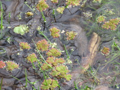 Azolla