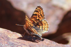 Chlosyne whitneyi