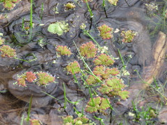 Azolla