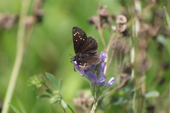 Pholisora mejicanus