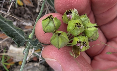 Image of Funastrum crispum by (c) Cleveland Powell, some rights reserved (CC BY)