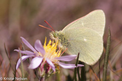 Colias behrii