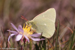 Colias behrii