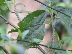 Pavonia sepium