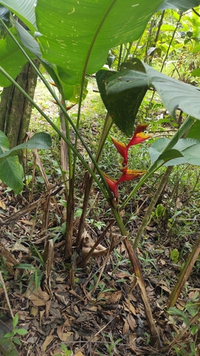 Image of Heliconia bihai by (c) Guillaume Delaitre, some rights reserved (CC BY)