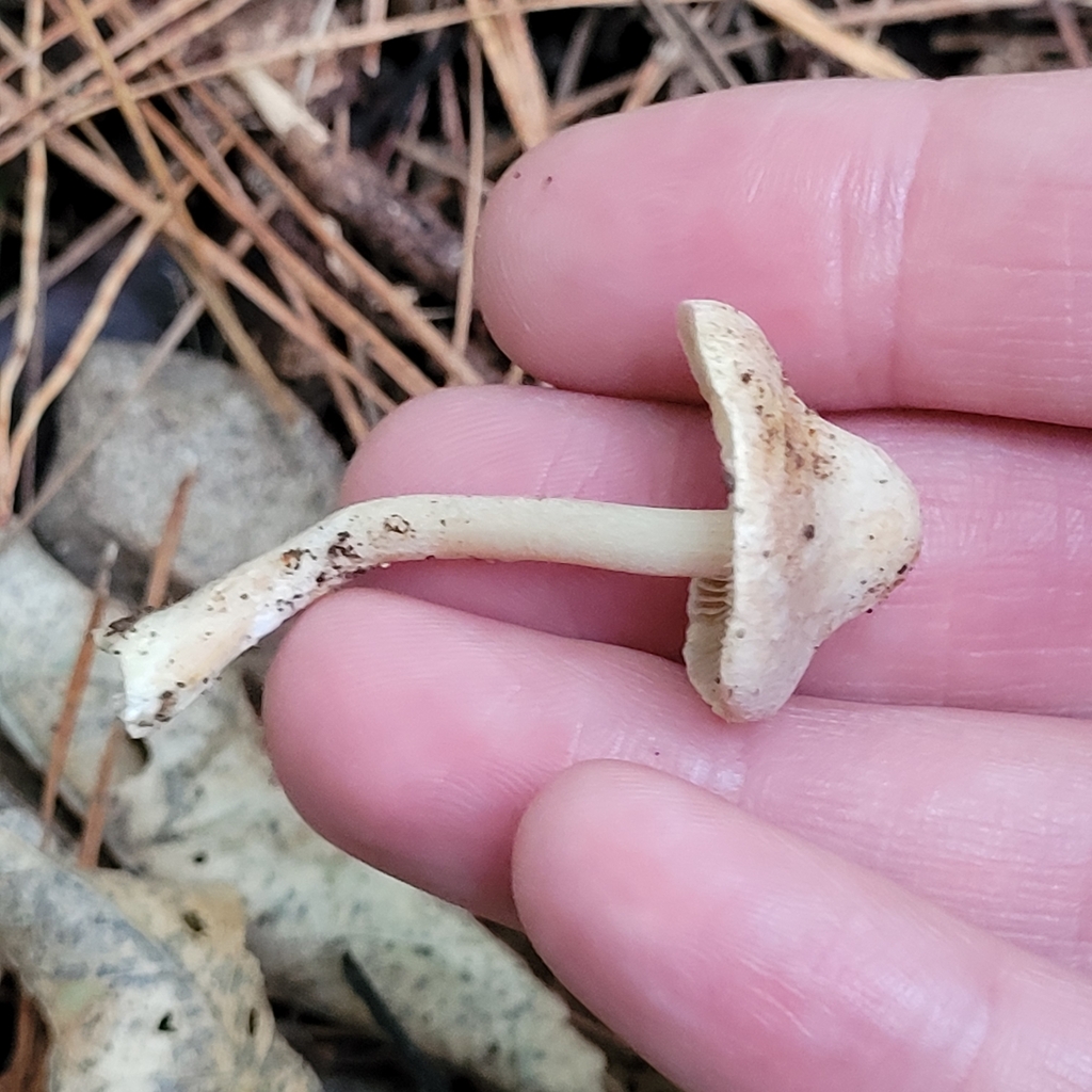 Inocybe sindonia · April 2025 · photo: © eyrezer (iNaturalist, cc-by)