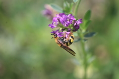 Xanthocampsomeris completa