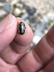 Calligrapha philadelphica