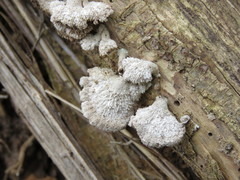 Basidiomycota
