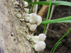 Basidiomycota