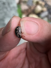 Calligrapha philadelphica