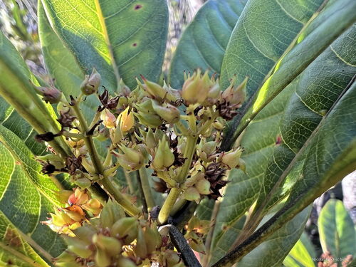 Spiraeanthemum meridionale observed 2025-04-17