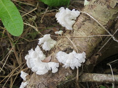 Basidiomycota