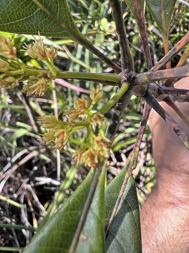 Spiraeanthemum meridionale observed 2025-04-18