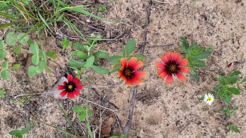 Image of Gaillardia amblyodon by (c) Wes Copas, some rights reserved (CC BY)