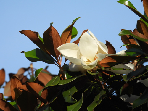 Southern Magnolia