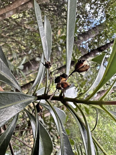 Thiollierea tubiflora observed 2025-04-21