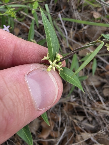 Image of Metastelma palmeri by (c) Cleveland Powell, some rights reserved (CC BY)