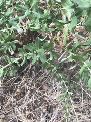 Hazardia squarrosa grindelioides