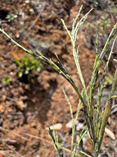 Greslania circinata observed 2025-04-17