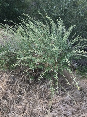 Hazardia squarrosa grindelioides